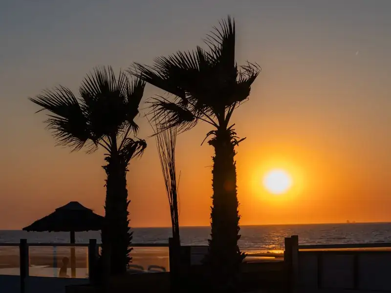 Palmbomen in silhouet bij zonsondergang boven zee
